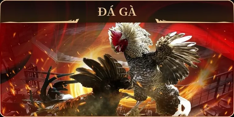 Chinh Phục Đá Gà GA28 Tại WinVN Bí Quyết Từ Các Tay Chơi Lão Làng