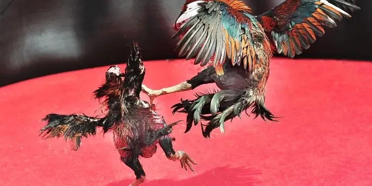 Làm Chủ Kèo Cược Đá Gà Sabong Tại WinVN Cẩm Nang Cho Tân Binh