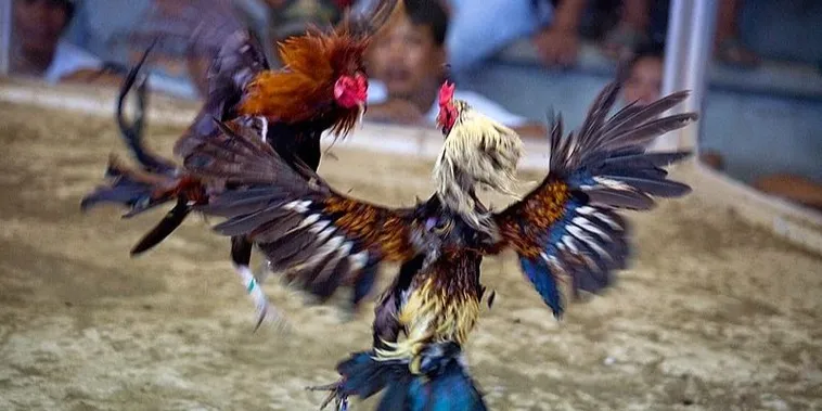 Làm Chủ Kèo Cược Đá Gà Sabong Tại WinVN Cẩm Nang Cho Tân Binh